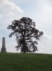 Julia_Sparks_monument_hilltop_tree.jpg