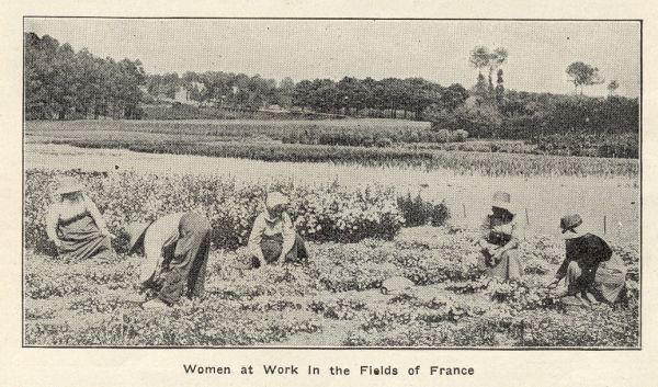 Women at work in fields in France